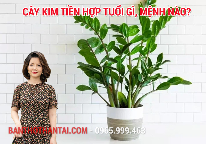 Cây kim tiền hợp tuổi gì, mệnh nào?