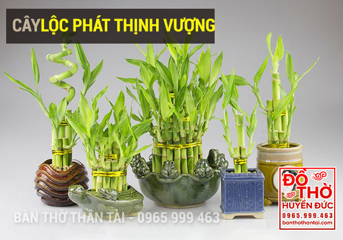 Cây Phát Lộc