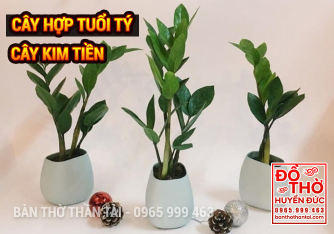 Cây phong thủy hợp Tuổi Tý mang lại Tài Lộc May Mắn