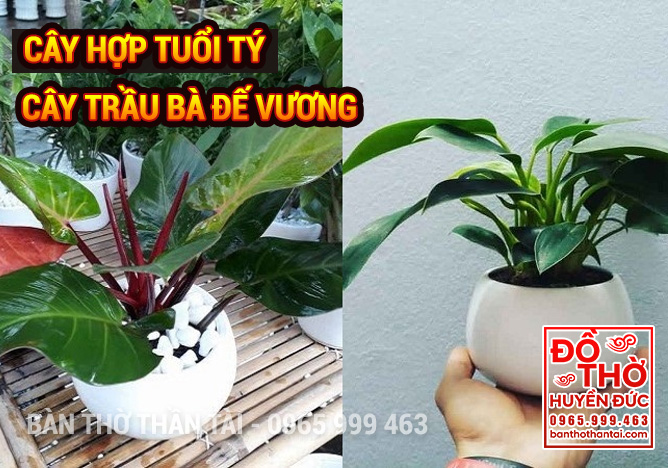 Cây phong thủy hợp Tuổi Tý mang lại Tài Lộc May Mắn