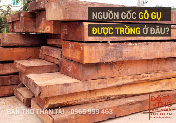 Nguồn gôc Gỗ Gụ?