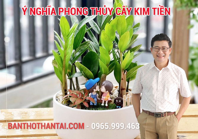 Ý nghĩa phong thủy cây kim tiền