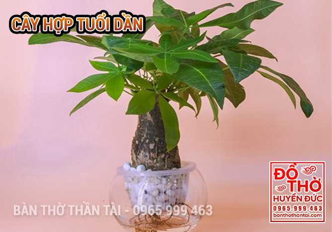 Cây Hợp Tuổi Dần