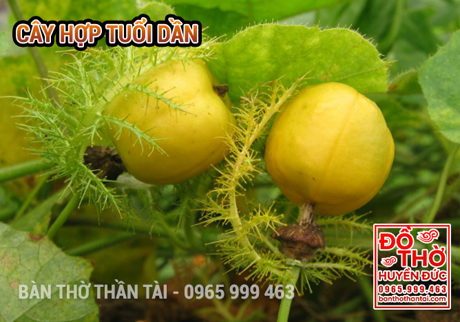 Cây Hồng Tiên