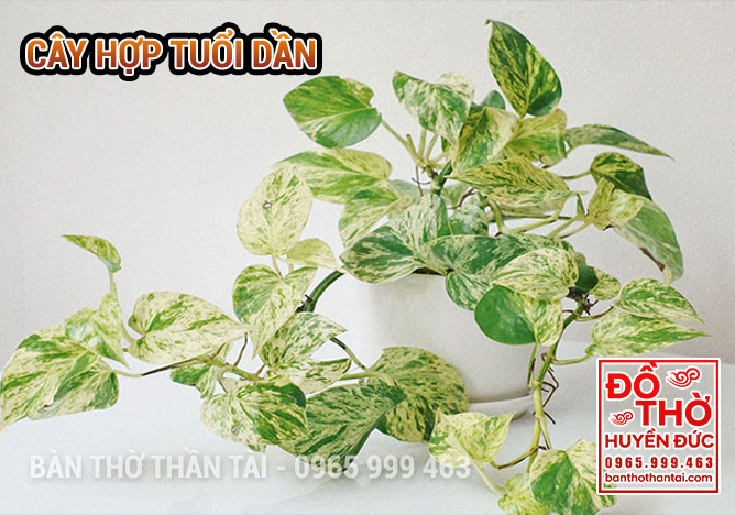 Cây Hợp Tuổi Dần