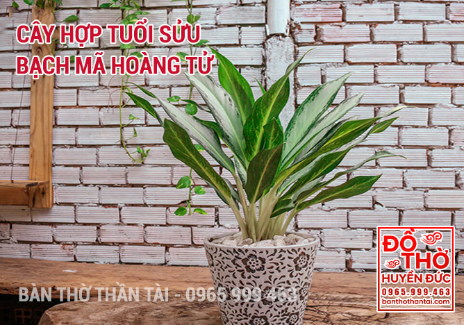 Cây Hợp Tuổi Sửu