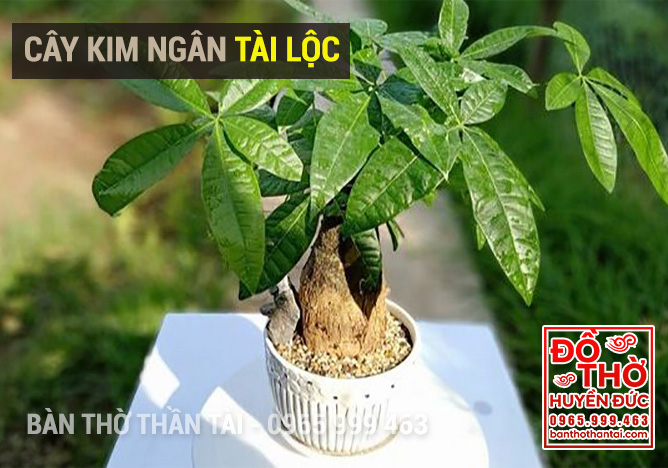 Cây kim ngân: ý nghĩa phong thủy và hướng đặt Tài Lộc