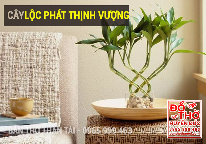 Cây Phát Lộc