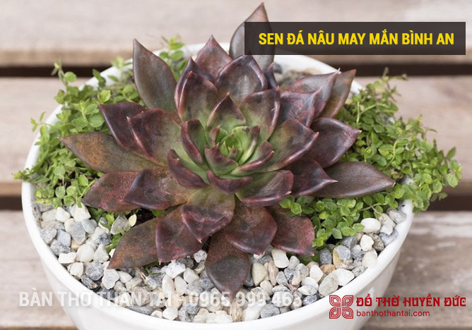 Sen Đá Nâu may mắn bình an