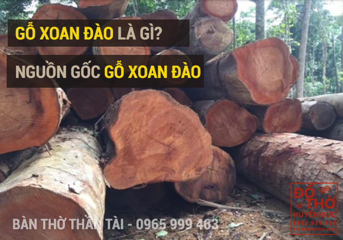 Nguồn gốc gỗ xoan đào