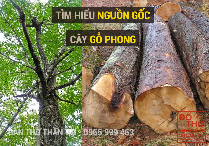 Nguồn Gốc Cây Gỗ Phong