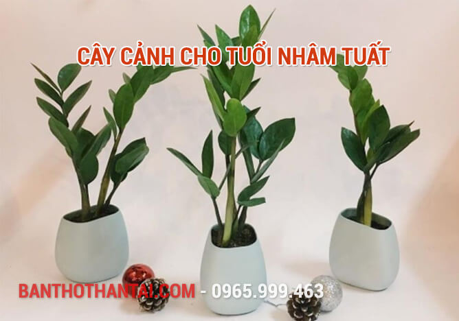 Cây cảnh cho tuổi Nhâm Tuất 