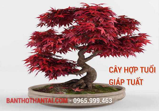 Cây hợp tuổi Giáp Tuất 