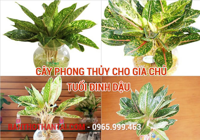 Cây phong thủy cho gia chủ tuổi Đinh Dậu