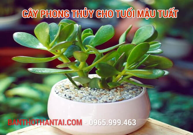 Cây phong thủy cho tuổi Mậu Tuất 