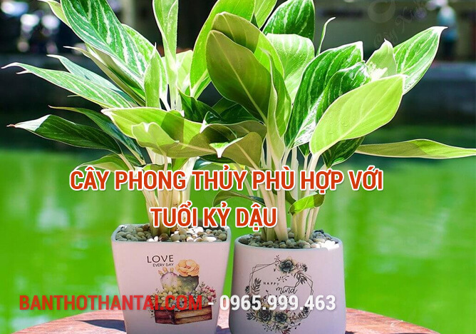 Cây phong thủy phù hợp với tuổi Kỷ Dậu