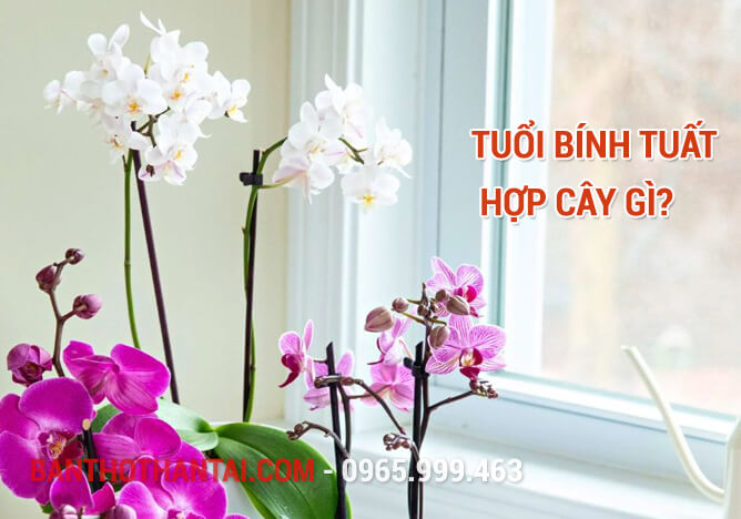 Tuổi Bính Tuất hợp cây gì? 