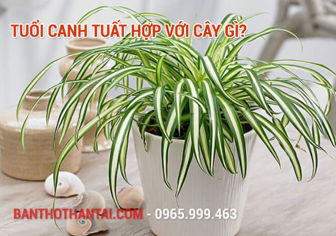 Tuổi Canh Tuất hợp với cây gì? 