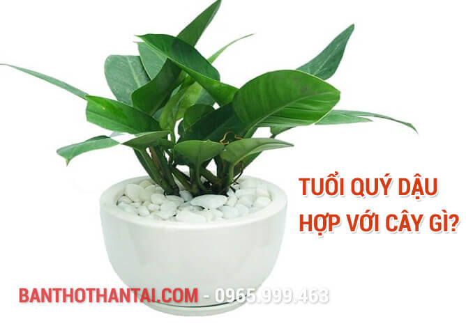 Tuổi Quý Dậu hợp với cây gì?