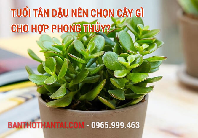 Tuổi Tân Dậu nên chọn cây gì cho hợp phong thủy?