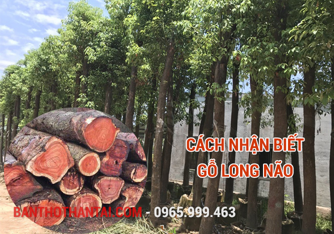 Cách nhận biết gỗ Long Não