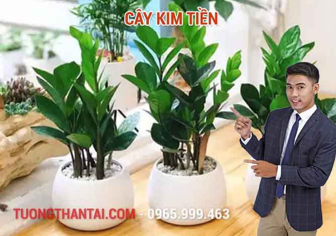 Cây Kim Tiền