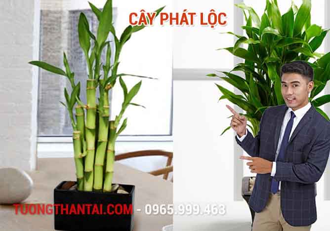 Cây Phát Lộc