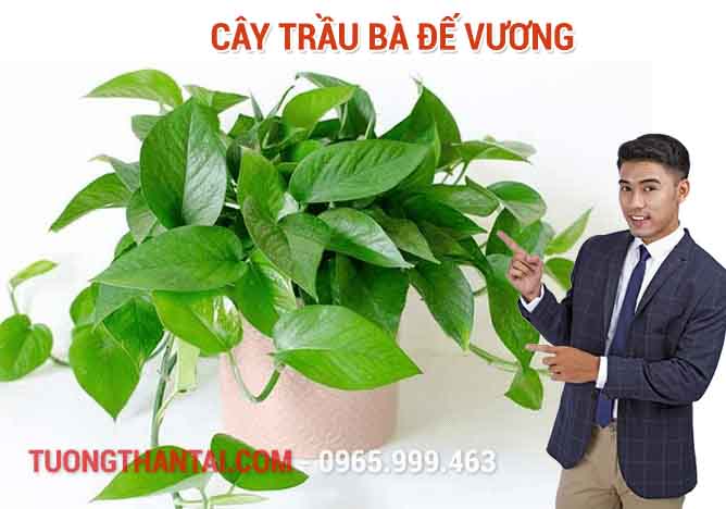 Cây Trầu Bà Đế Vương